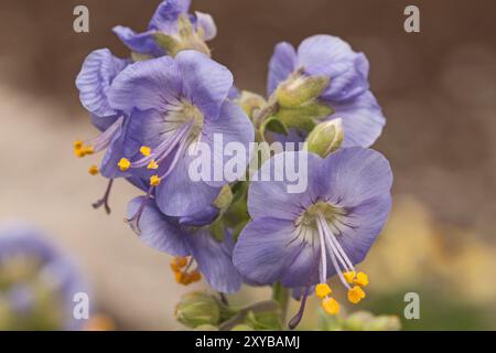 Polemonium 'Blue Pearl', Jacob's Ladder Foto Stock