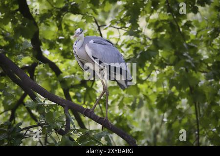 Airone grigio su un albero. Uccello si alza su un ramo e si aggira per preda. Foto animali dalla natura Foto Stock