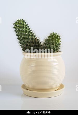 Cactus in vaso bianco su sfondo bianco Foto Stock