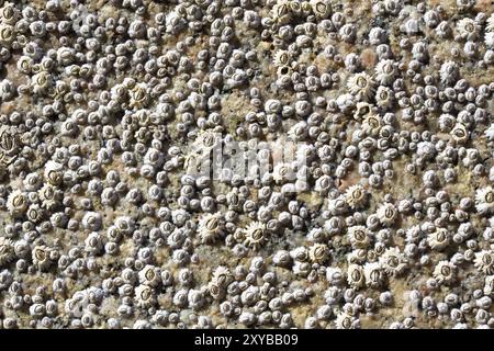 Sfondo emozionante, conchiglie su una pietra Foto Stock