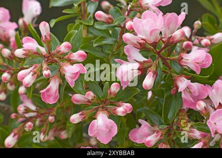 Escallonia "Apple Blossom" Foto Stock