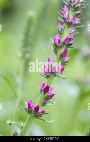 Speedwell (Veronica spicata) nel giardino Foto Stock