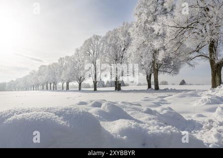 Oak avenue con hoarfrost e neve vicino a Ebersberg, Baviera Foto Stock