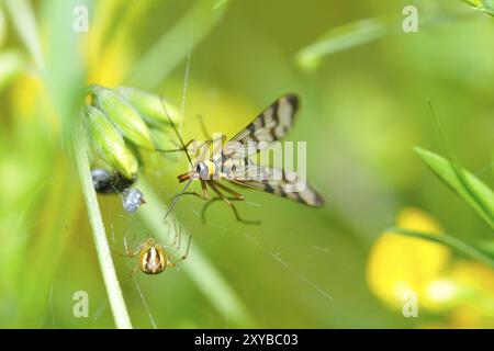 Scorpionfly comune (Panorpa communis), scorpionfly comune (Panorpa communis) Panorpa Foto Stock