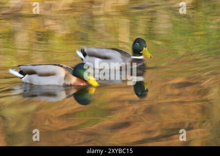 Maschio Mallard, Anas platyrhynchos, Mallard su uno stagno Foto Stock