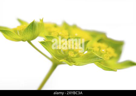 Orecchio di lepre rotondo (Bupleurum rotundifolium) Foto Stock