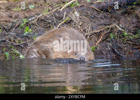 Foto del file datata 30/01/20, di una coppia di castori eurasiatici, dopo essere stata rilasciata sulla proprietà del National Trust Holnicote a Exmoor nel Somerset. I castori devono essere di nuovo in natura per aiutare ad affrontare le crisi climatiche e naturali, gli esperti di fauna selvatica hanno detto che hanno chiesto un "approccio audace" per riportare indietro le specie chiave di volta. Il Wildlife Trust ha pubblicato un rapporto che chiede licenze per rilasciare i mammiferi semi-acquatici in natura, piuttosto che solo in recinti recintati, in Inghilterra e Galles, e finanziamenti governativi per sostenere il loro ritorno. Data di pubblicazione: Giovedì 29 agosto 2024. Foto Stock