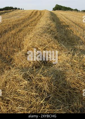 Campo di stoppia con paglia Foto Stock