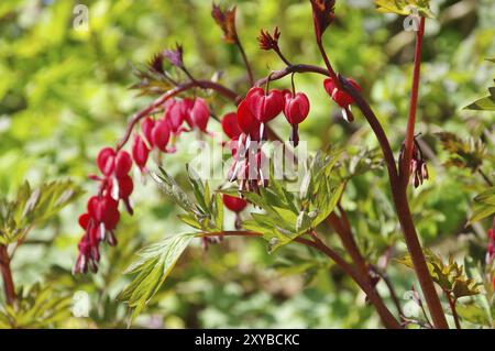 Cuore piangente, cuore sanguinante 03 Foto Stock