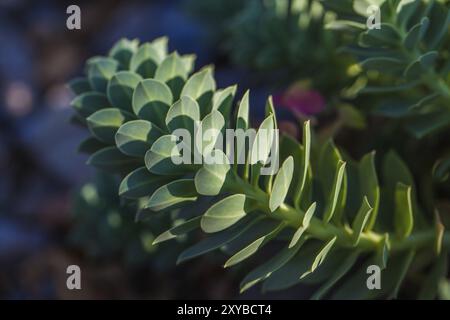 Piccola pianta verde con foglie verdi spesse e appuntite Foto Stock