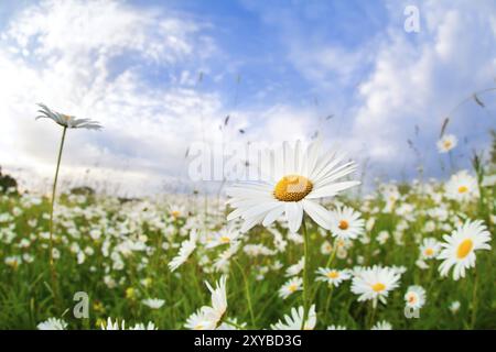 Fiore di camomilla bianco sul prato sopra il cielo estivo blu Foto Stock