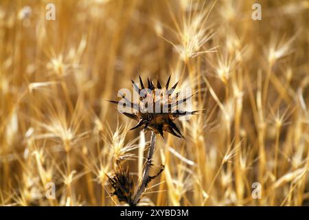 Flora tipica nei prati selvatici spagnoli Foto Stock