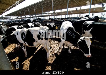 Carino vacche in una fattoria di caseificio in un kibbutz israeliano. Foto Stock