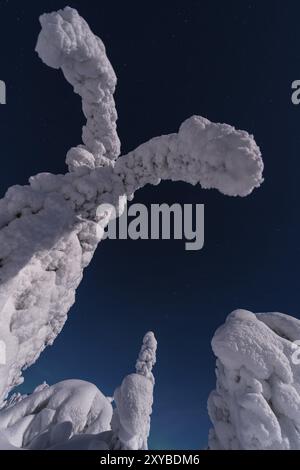 Abeti innevati al chiaro di luna, Gaellivare, Norrbotten, Lapponia, Svezia, dicembre 2012, Europa Foto Stock