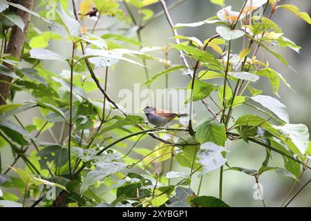 Il Rwenzori Hill Babbler (Sylvia atriceps) è una specie di uccello passerino della famiglia Sylviidae che si trova in Africa. Foto Stock