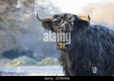 Nero highlander scozzese mucca nel prato congelati Foto Stock