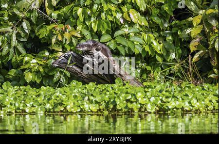 Lontra neotropica seduta su un tronco d'albero, Parco Nazionale di Tortuguero, Costa Rica, America centrale Foto Stock