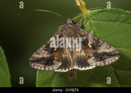 Farfalla del gufo (Caloptusia hohenwarthi) seduta su una foglia verde, Baden-Wuerttemberg, Germania, Europa Foto Stock