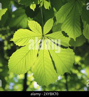 Foglie di castagno close up Foto Stock