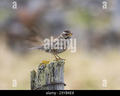 Redwing (Turdus iliacus), arroccato sulla recinzione post canto, maggio, Parco Nazionale di Varanger, Fiordo di Varanger, Norvegia, Europa Foto Stock