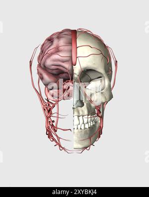 Vista transezionale del cranio umano che mostra metà cervello con vene Foto Stock