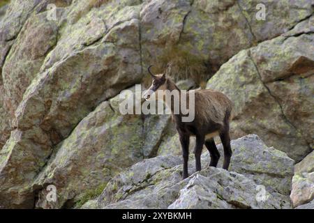 Camosci (femmina) nel Parco Nazionale del Mercantour, Alpi marittime, Francia camosci femminile nel Parlamento del Mercantour, Alpes-Maritimes, Francia, Europa Foto Stock