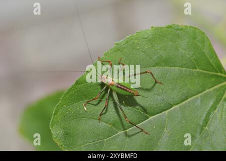 Grasshopper seduto su una foglia verde al sole di mezzogiorno piccola cavalletta verde divertente seduta su una foglia verde Foto Stock