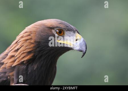 Aquila d'Oro, ritratto, Aquila chrysaetos, Aquila d'Oro, Germania, Germania, Europa Foto Stock