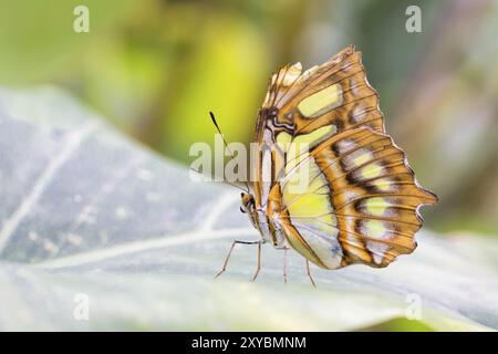 Dido longwing (Philaethria dido) Foto Stock