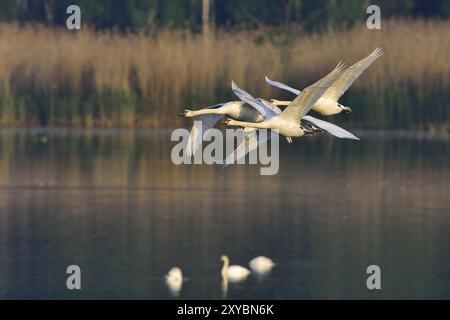 Muta famiglia dei cigni al sole del mattino. Cigni muti in volo Foto Stock