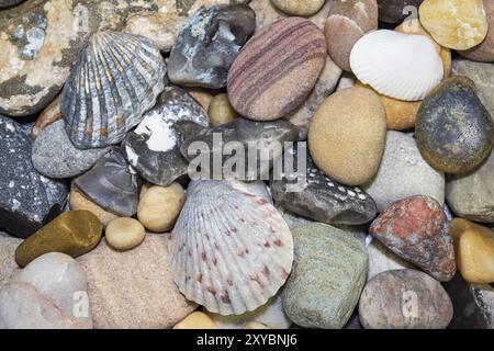 Conchiglie e varie pietre dalla spiaggia Foto Stock