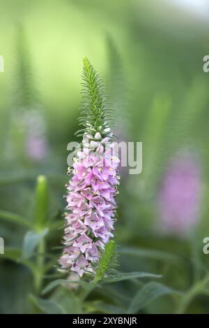 speedwell rosa (Veronica spicata) nel giardino Foto Stock