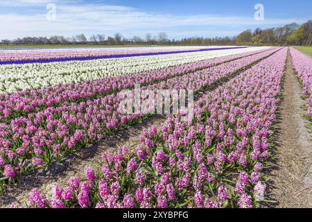 Paesaggio con filari di fiori di Giacinto rosa e bianco in fiore in Olanda Foto Stock