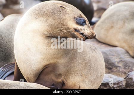 Presso l'colonia di foche del Capo a Cape Cross nell'Oceano Atlantico in Namibia Foto Stock