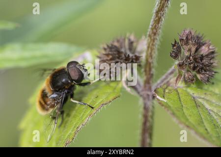 Bumblebee hoverfly (Volucella bombylans) sulla menta (Mentha aquatica), Emsland, bassa Sassonia, Germania, Europa Foto Stock