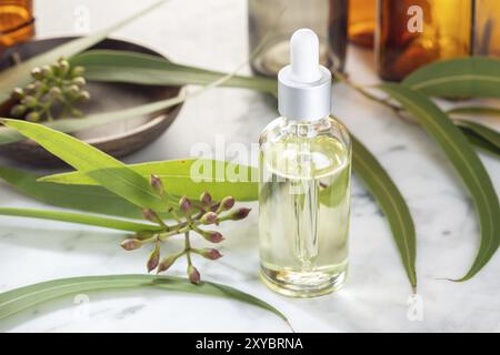 Olio essenziale di eucalipto. Olio di eucalipto per la cura della pelle, aromaterapia, spa, erboristeria Foto Stock