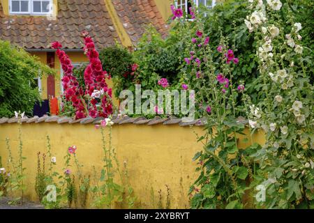 Fiori vivi di fronte a una casa gialla in un giardino fiorito, atmosfera estiva e idillio rurale, svaneke, bornholm, Mar baltico, danimarca, scandinavia Foto Stock