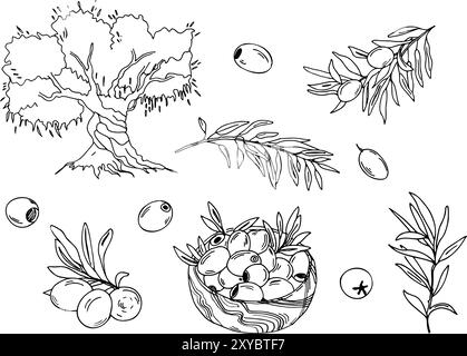 Set di olive. Rami, frutti isolati e olive in una ciotola di legno, olivo. Disegni a linee botaniche disegnati a mano, illustrazione vettoriale. Per le schede, menu Illustrazione Vettoriale