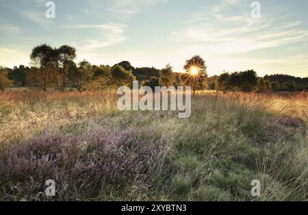 Travi di sole sulla palude con fiori di erica in estate Foto Stock