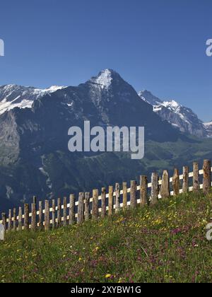 Prato con fiori davanti all'Eiger Foto Stock