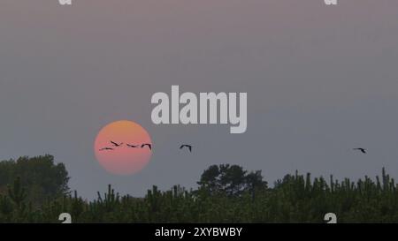 Gru che volano sopra gli alberi in una foresta. La luna nel cielo. Uccelli migratori di fronte alla luna. Foto di animali di uccelli della natura nel Mar Baltico Foto Stock