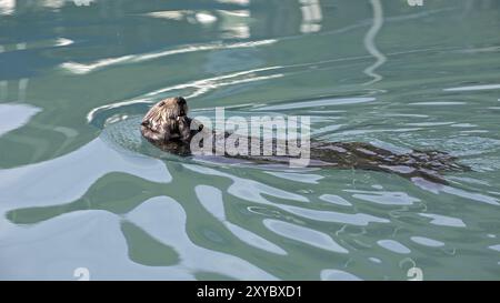 Lontre di mare che si nutrono nel porto di Seward in Alaska Foto Stock