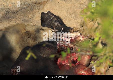 Leoni che mangiano un bufalo ucciso nel Parco Nazionale di Kruger Foto Stock