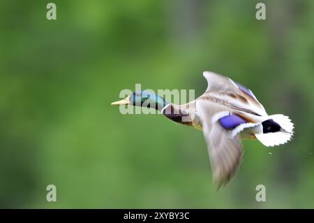 Ritratto di un'anatra Mallard (Anas platyrhynchos), Stockentenerpel Foto Stock