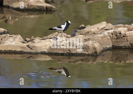 Arma Lapwing Foto Stock