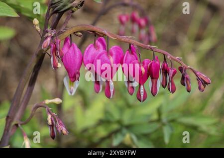 Innaffiare il cuore, sanguinare il cuore 09 Foto Stock