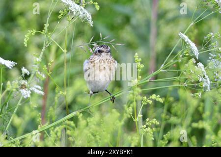 Giovani Whinchat in attesa di cibo su un prato in estate.giovani Whinchat in attesa di cibo Foto Stock