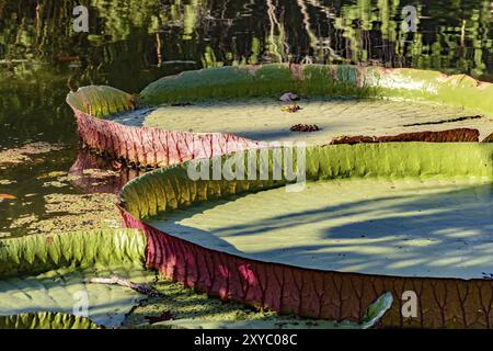 Victoria regia, pianta acquatica tipica della regione amazzonica, galleggiante sulle acque di un lago Foto Stock