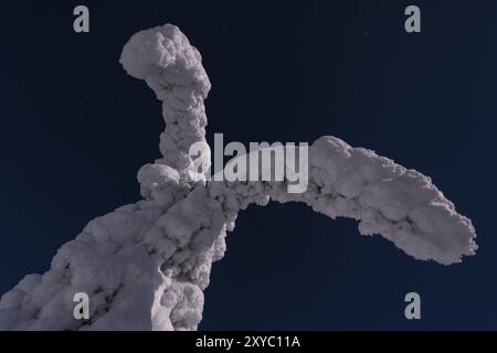 Abeti innevati al chiaro di luna, Gaellivare, Norrbotten, Lapponia, Svezia, dicembre 2012, Europa Foto Stock