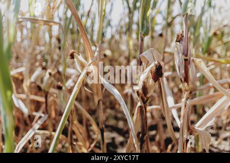 Grano secco, fotografato a Bad Duerrenberg, 28 agosto 2024. Foto Stock